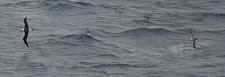 Albatross and Fulmar, Bering Sea